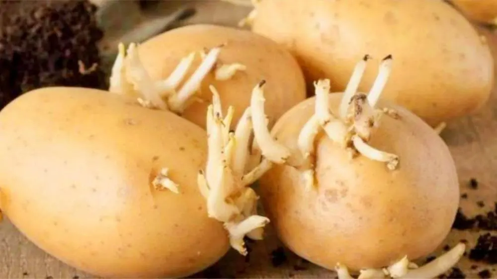 为什么发芽土豆不可以吃？看完后涨知识了。