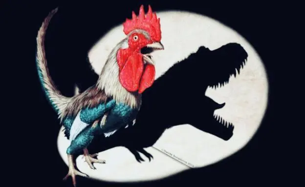 鸡的祖先是恐龙吗？颠覆人们对鸡的认知