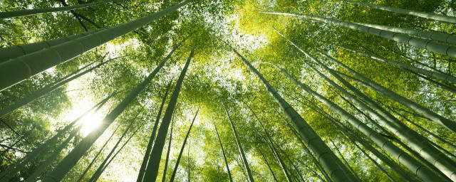 竹子是草还是树，竹子在分类学上是属于树还是草