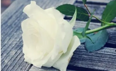 白玫瑰代表什么意思，请问白玫瑰的花语是什么
