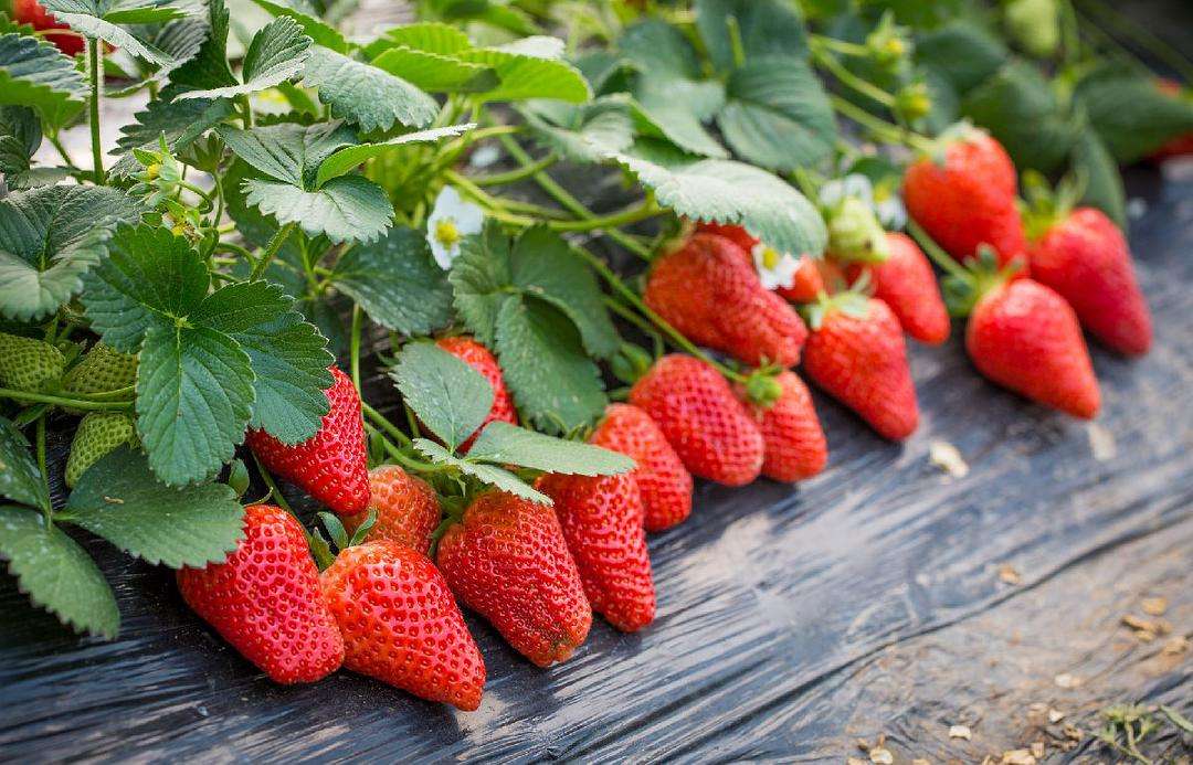 草莓的营养价值及功效，多吃草莓有什么好处