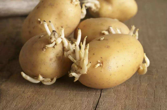 土豆发芽了还可以吃吗，土豆长芽之后还能吃吗