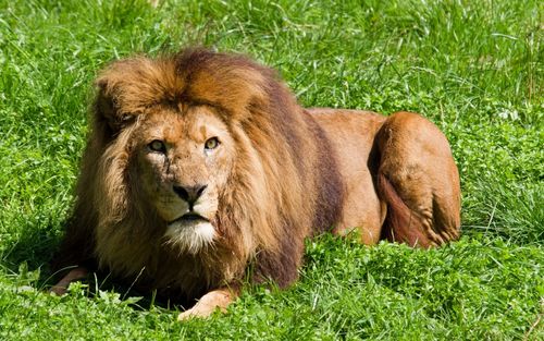 什么动物吃狮子