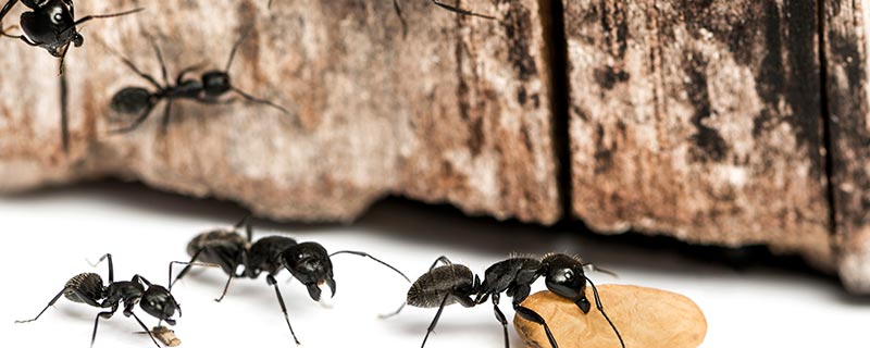 卫生间有蚂蚁是什么原因造成的