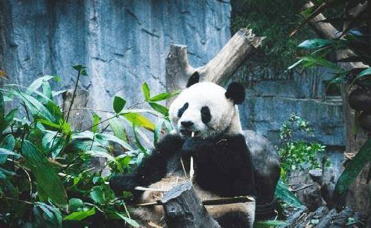 熊猫是素食动物还是肉食动物，为什么喜欢吃竹子的大熊猫是肉食动物