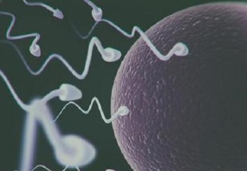 精子进去多久可以测出怀孕