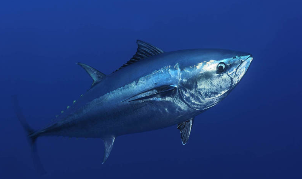 蓝鳍金枪鱼，世界上最贵的海鱼