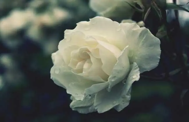 白玫瑰不能随便送人，送白玫瑰是什么意思