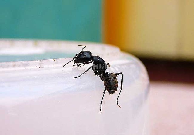 家里有蚂蚁怎么办？清除蚂蚁小妙招
