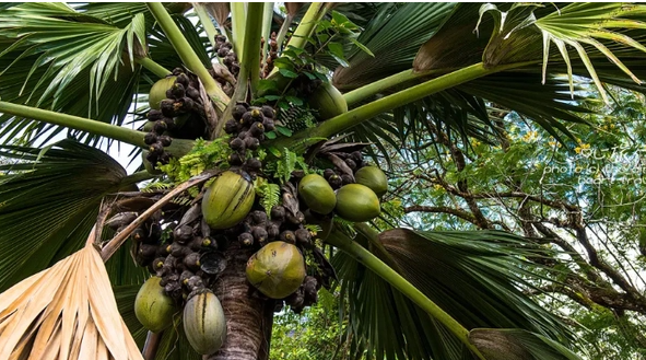 椰子是什么植物，椰子属于什么性质的植物