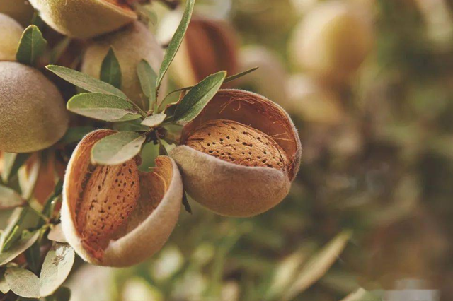 巴旦木是什么的果实