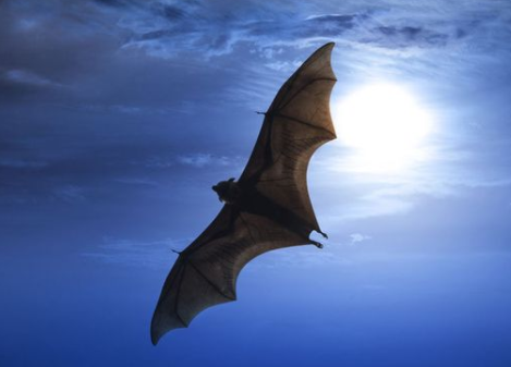 蝙蝠飞到家里是什么预兆