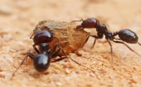 蚂蚁怎么能彻底消灭