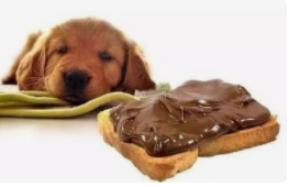 狗狗不能吃巧克力