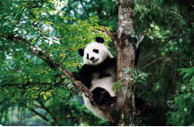 大熊猫在古代的名字