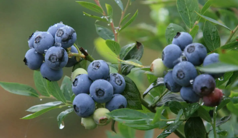 蓝莓一天吃多少为宜，蓝莓一天吃多少合适？专家：不要超过200克