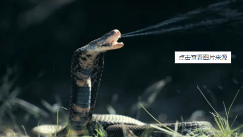 眼镜王蛇最怕什么蛇？南美洲巨蝮蛇(是世界上最大的蛇)