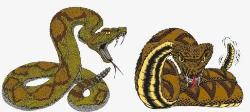 蟒蛇是几级保护动物?蟒蛇有毒吗?是二级保护动物
