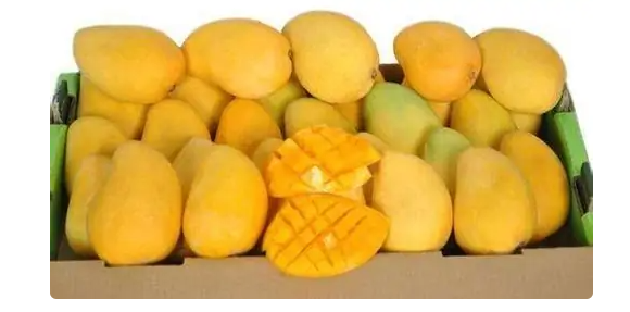 芒果是什么季节丰收的水果，芒果是哪个季节水果